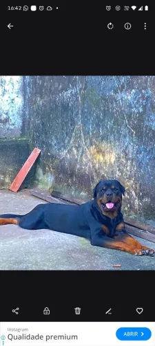 Lindos filhotes de rottweiler