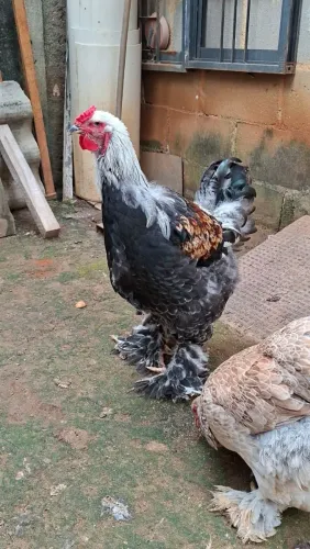 Brahma Salmão Terno