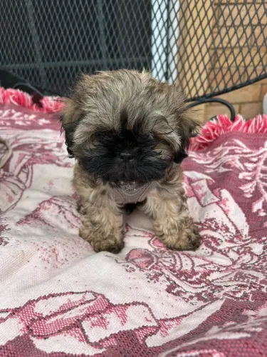 Filhotes de Shih Tzu | Amor que chega correndo.