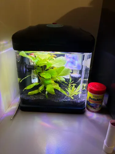 Vendo aquário completo pequeno ideal para bettas ou camarões