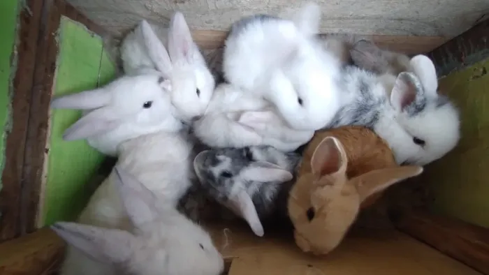 Coelhos filhotes