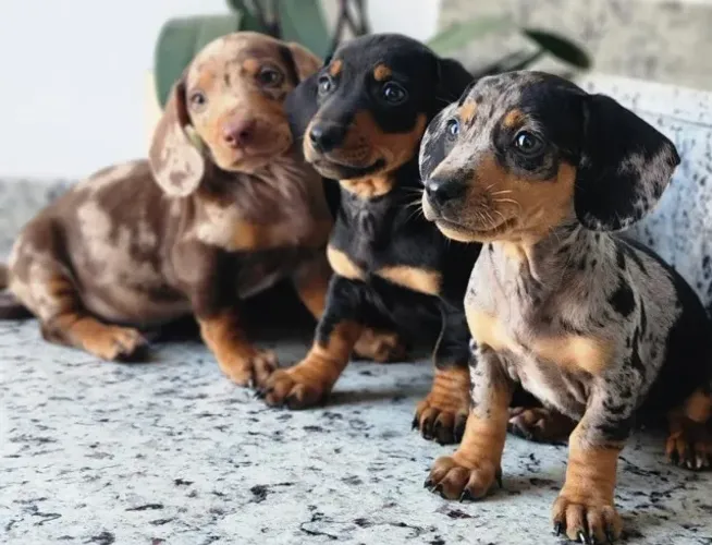 Lindos Filhotes (Dachshund) Disponíveis.
