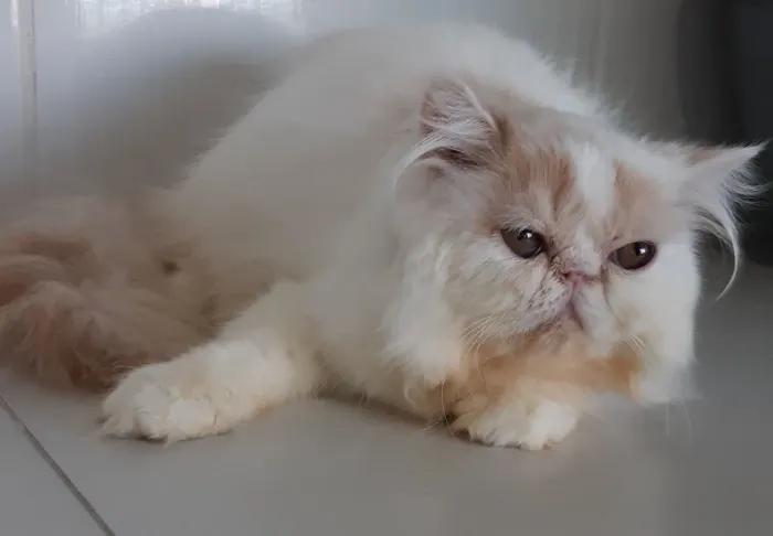 Gata Persa