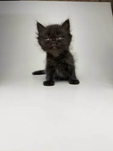 Gato persa