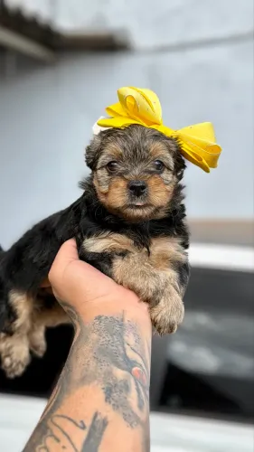 Yorkshire fêmea mini baby face