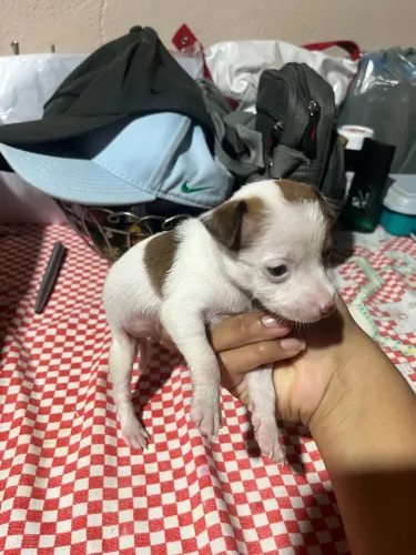 Pinscher branco com manchas marrom