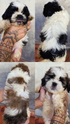 SHIH-TZU