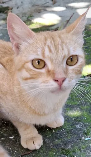 Gatinha para adoção responsável 