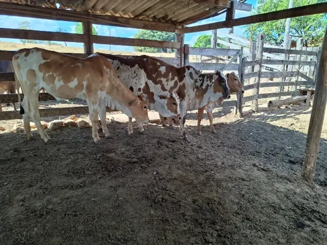 03 Novilhas Nelore vermelho com branco R$ 4.600,00 cada.