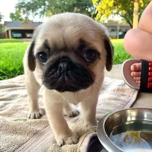 Pug - Um Encanto Que Late