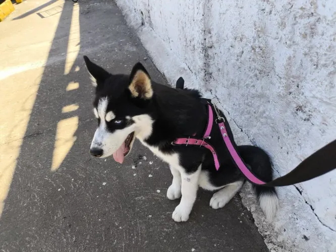 Vendo Husky Siberiano
