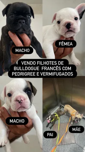 CACHORRO FILHOTE BULDOGUE FRANCES