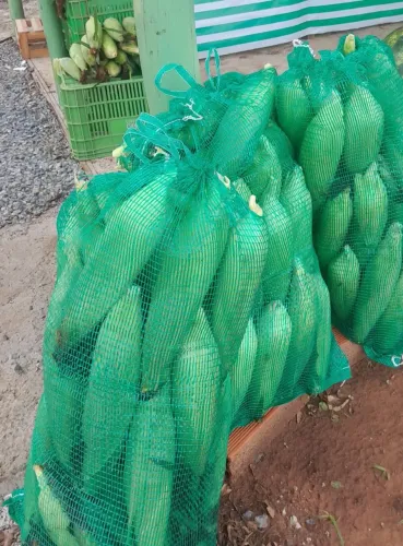Milho verde