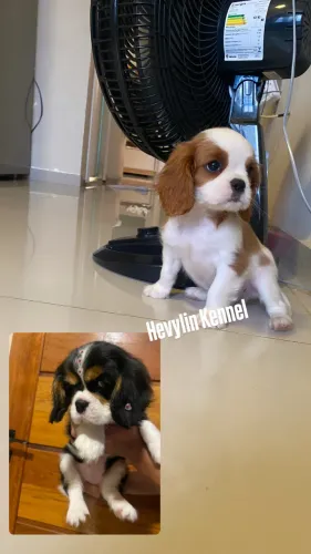Cavalier king charles fêmea e machinho