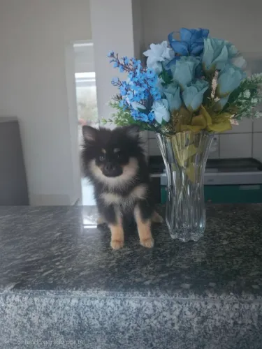 Lulu da pomerania