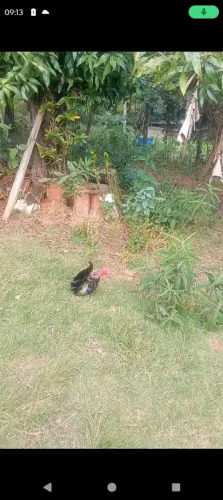 Galo Nagasaki pescoço pelado