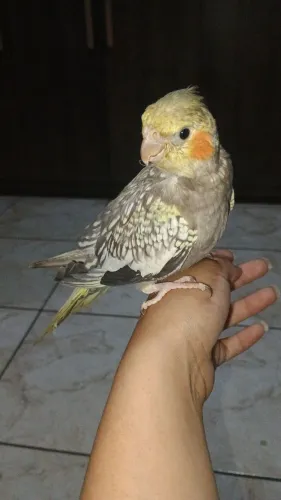 Animais domésticos