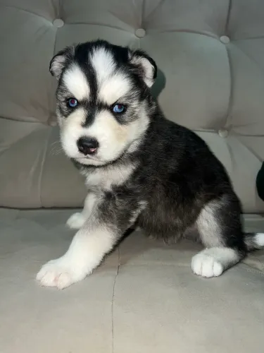 Husky siberiano