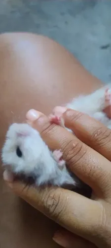 Hamster sírio angorá