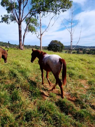 Vendo Potro cavalo Appaloosa