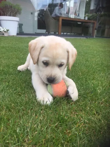 Filhotes de Labrador | Filhotes bem cuidados!
