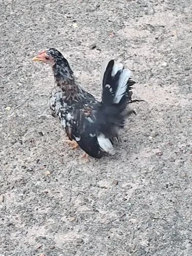 Franguinho nagazaki legítimo,bem naniquinho, três cores 