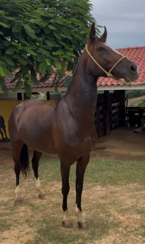 Morena Franca do Criatório RWS égua Mangalarga Paulista