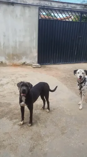 Filhote de cane corso com Dálmata