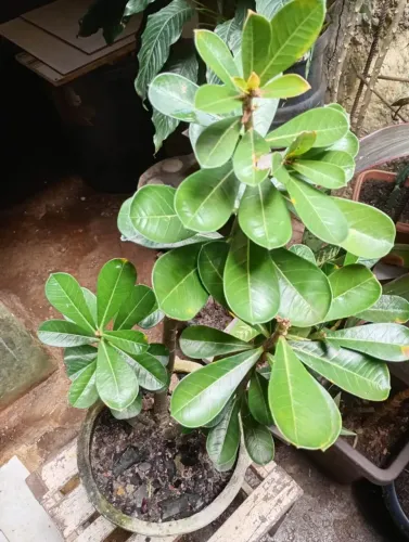 Rosa do deserto
