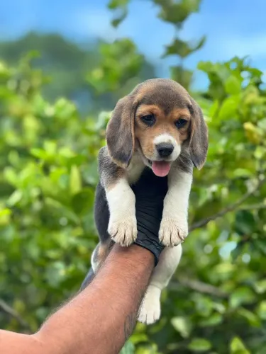 Beagle ,13 Polegadas 