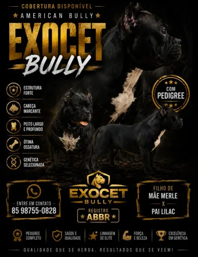 Cobertura American Bully micro