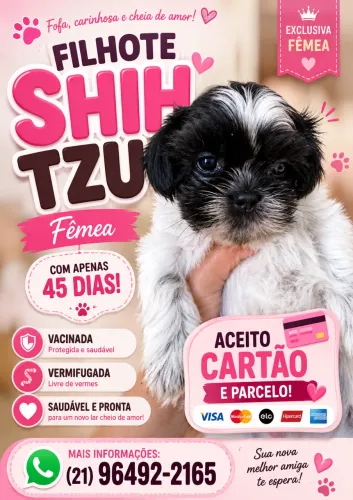 Filhote Shih Tzu fêmea