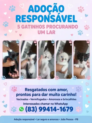 Gatinhos/gatinhas para doação 