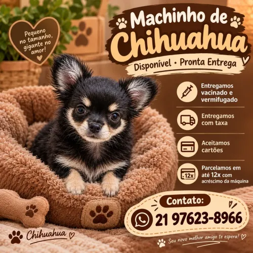 Filhote de chihuahua macho 