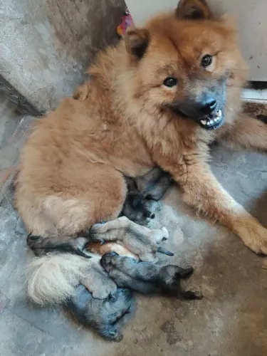 Vende-se filhote de Chow -chow ,macho e fêmea (puro)