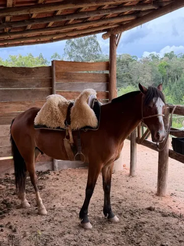 Cavalo genuíno de marcha picada
