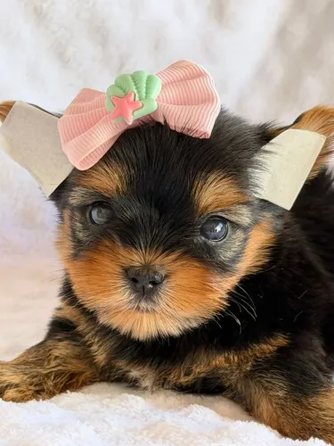 Yorkshire Terrier. Pequena, delicada e excelente padrão da raça!