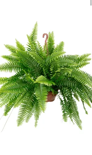Plantas
