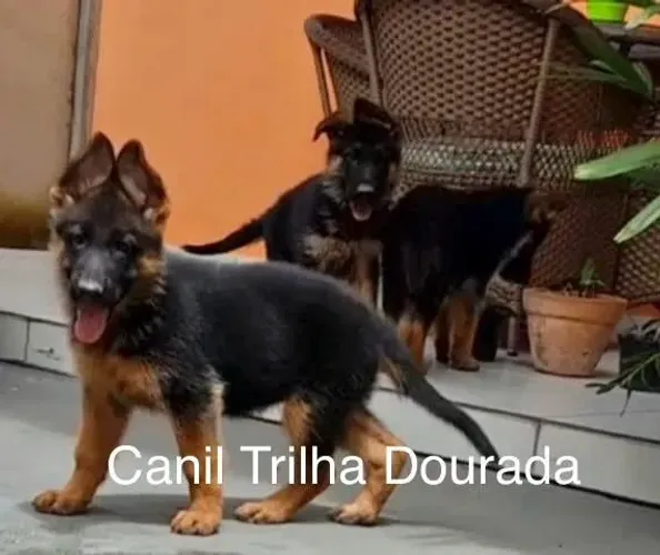 Filhotes de Pastor Alemão com Pedigree