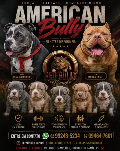 American Bully com Pedrigree 