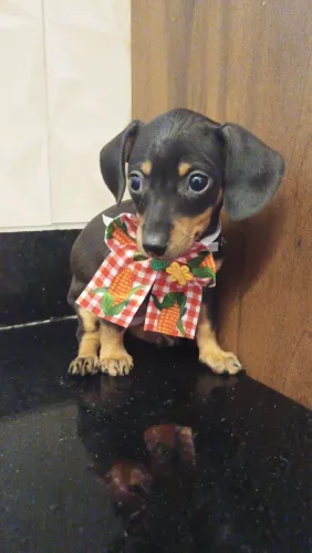 Basset fêmea preta e canela