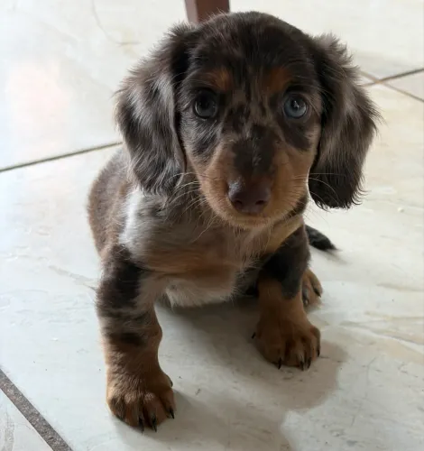 Filhotes de Daschund Pelo Longo