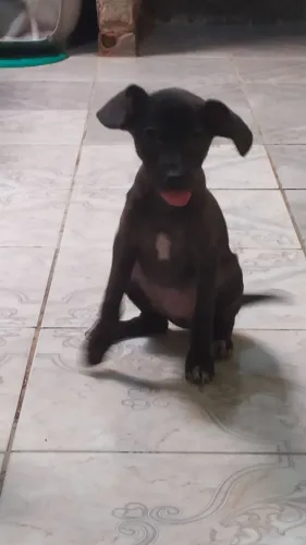 Fêmea porte pequeno/Médio Doação responsável 