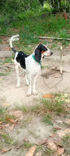 Cães