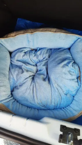 Cama Pet