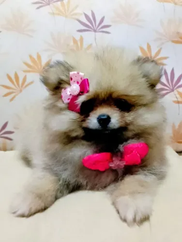 Spitz alemão anão ursinhos