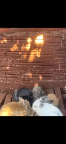 Coelhos