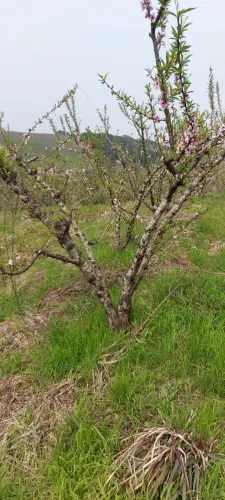Vendo 1hectare de terra