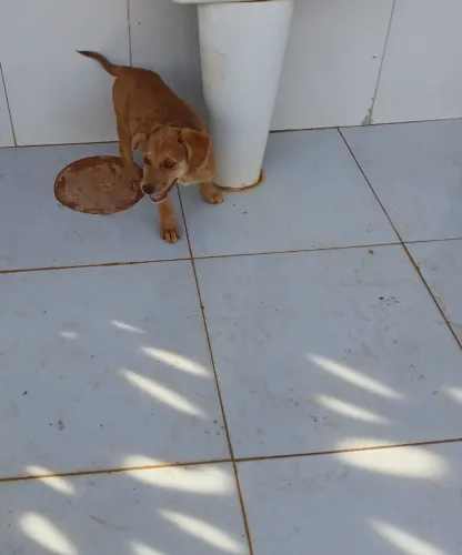 Cachorros 
