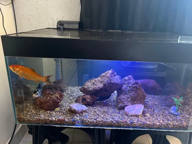 VENDO AQUÁRIO COMPLETO COM TAMPA